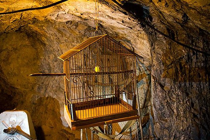 Sierra Silver Mine Canary